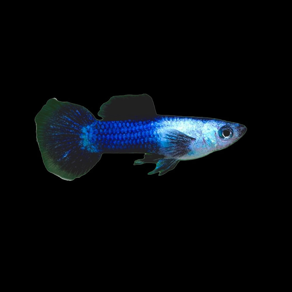 Guppy Panda Dwarf