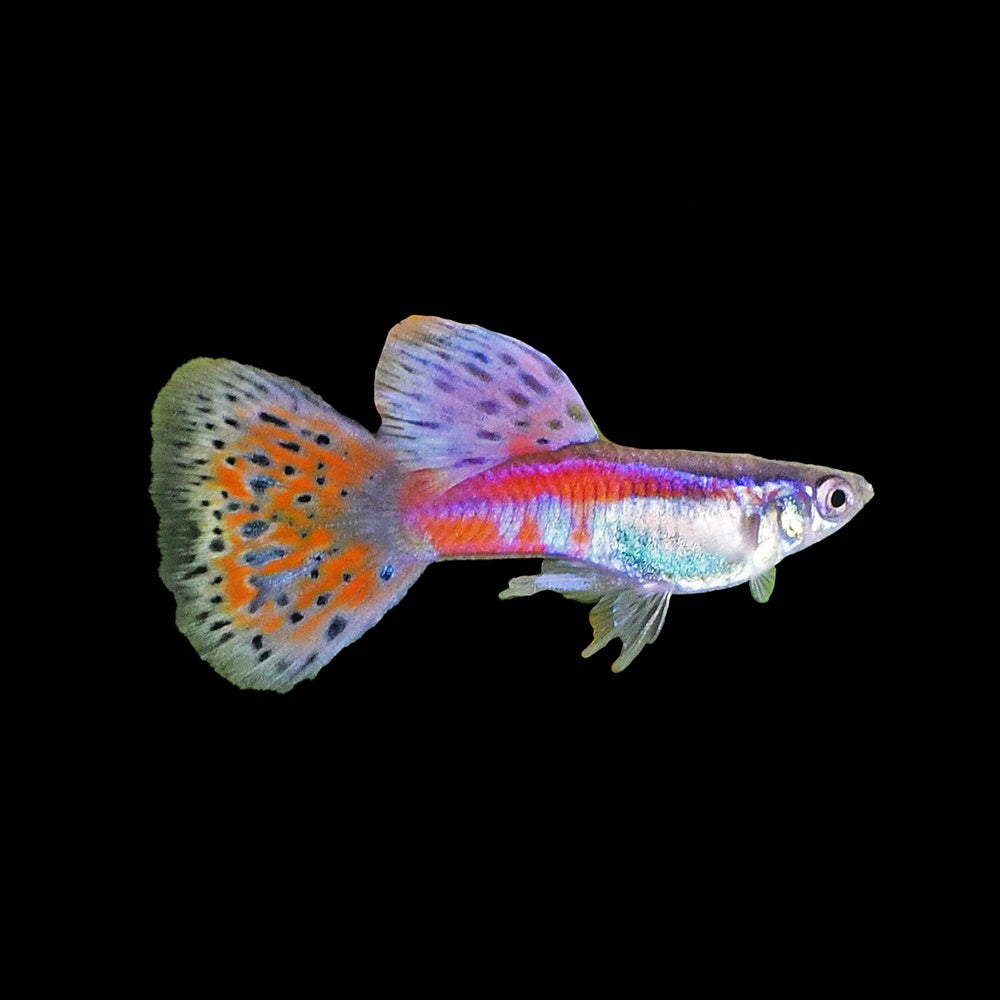 Guppy Pink Grass
