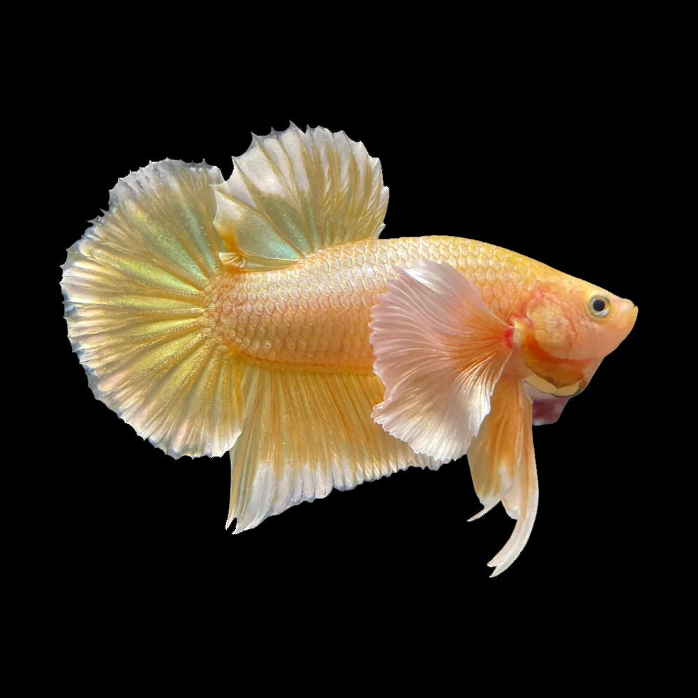 Betta Plakat Dumbo Gold