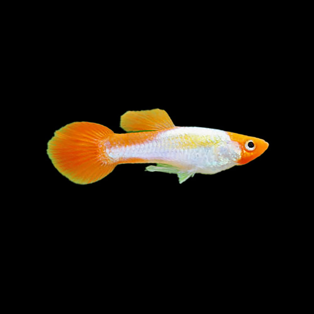 Guppy Platinum Koi