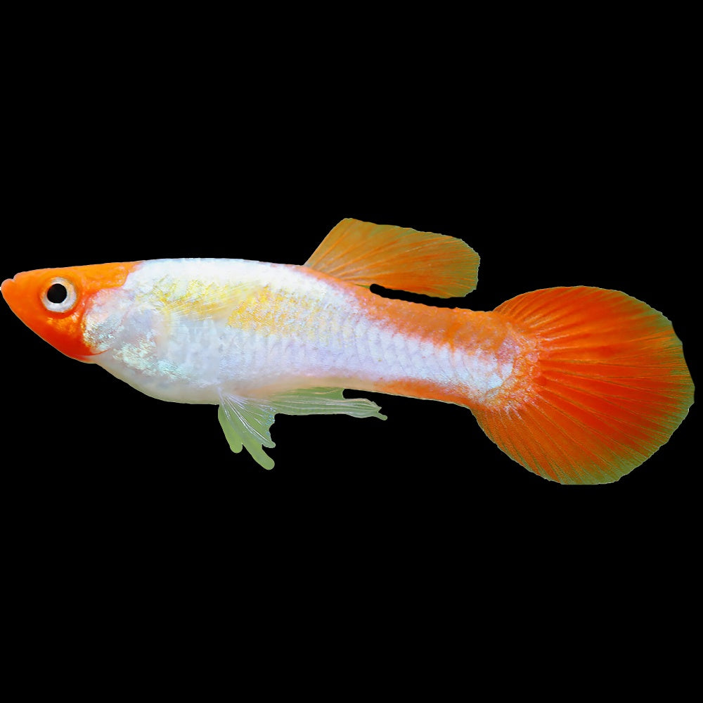 Guppy Platinum Koi Type