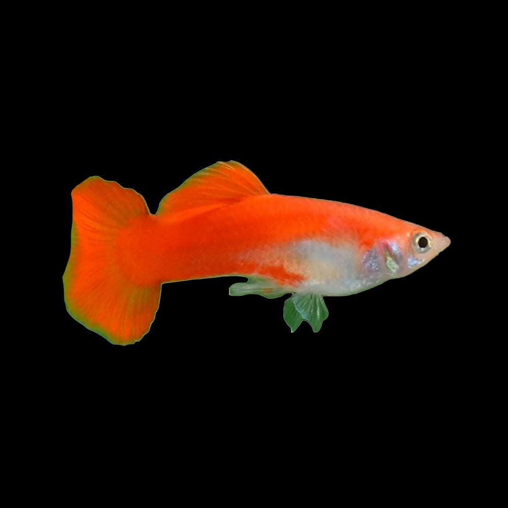 Guppy Red Blonde