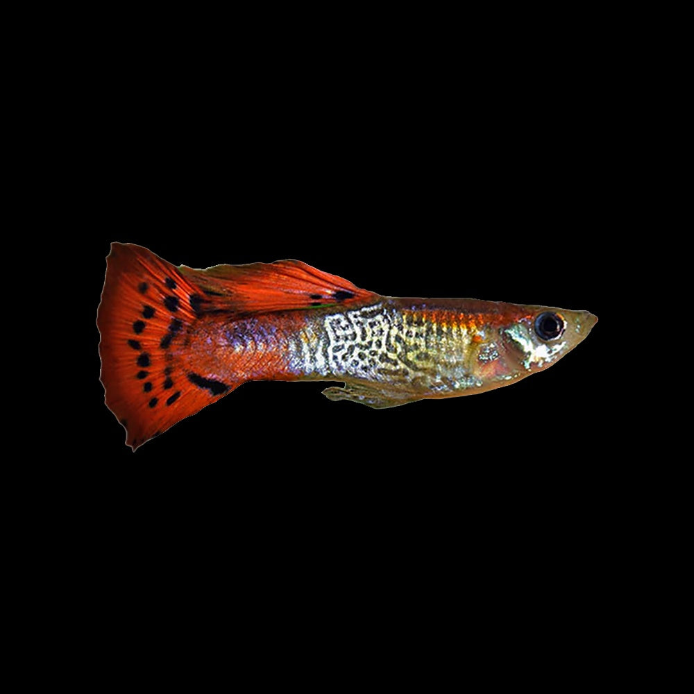 Guppy Red Cobra