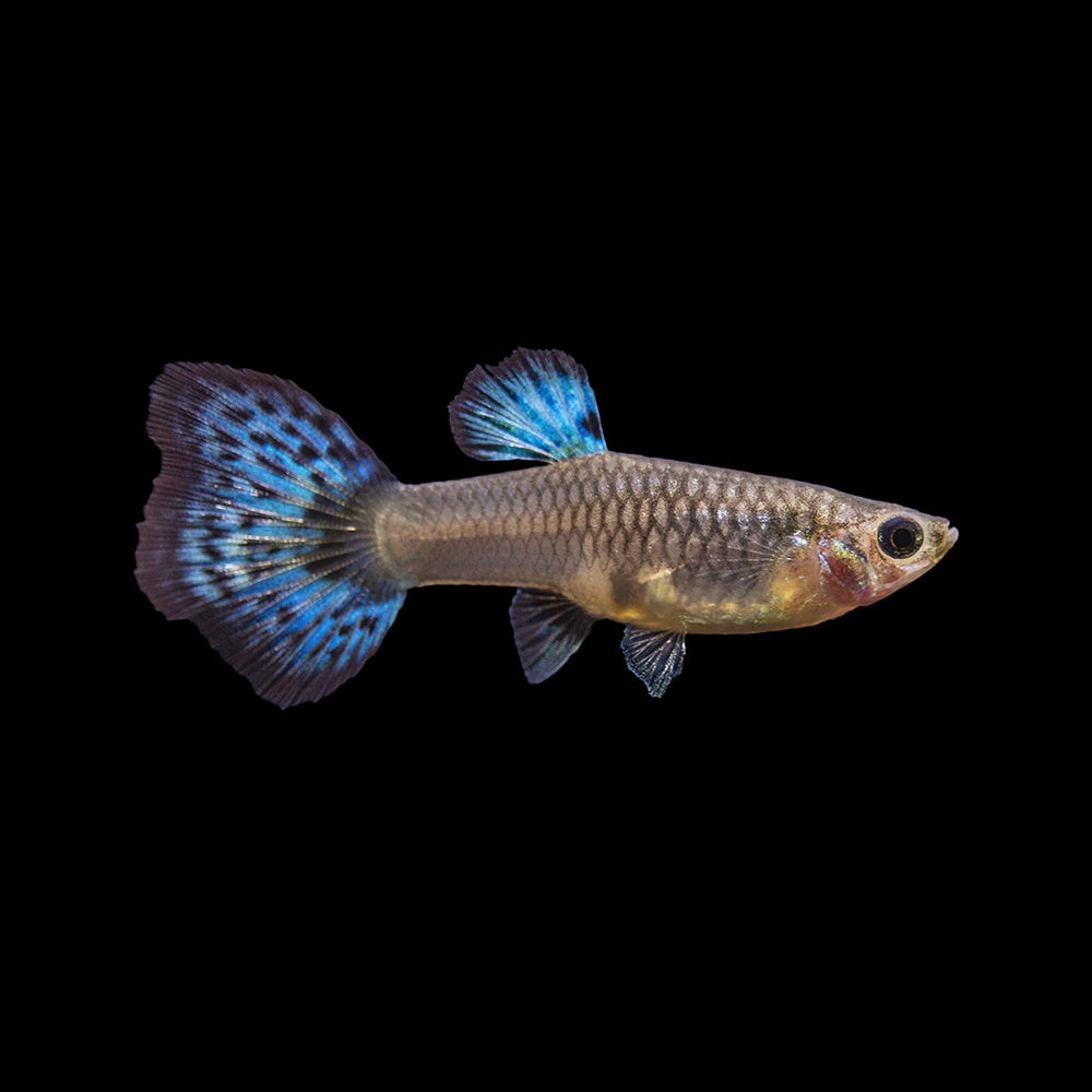Guppy Red Grass Female