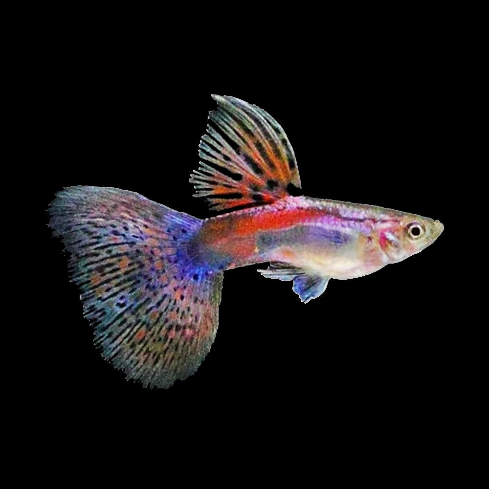 Guppy Red Grass Male