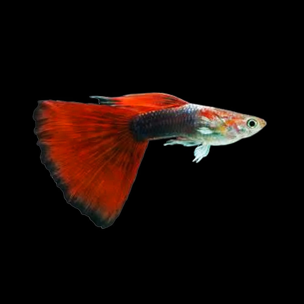 Guppy Red Tuxedo