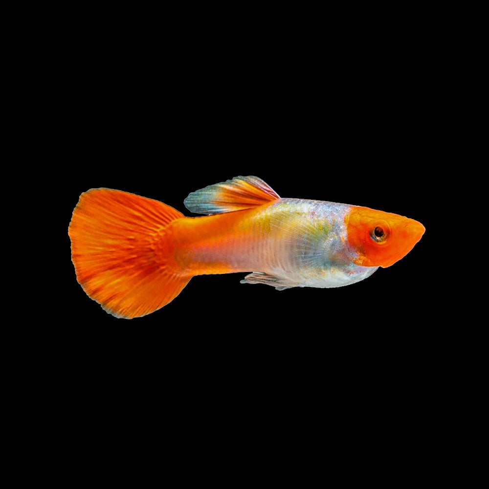 Guppy Rummynose