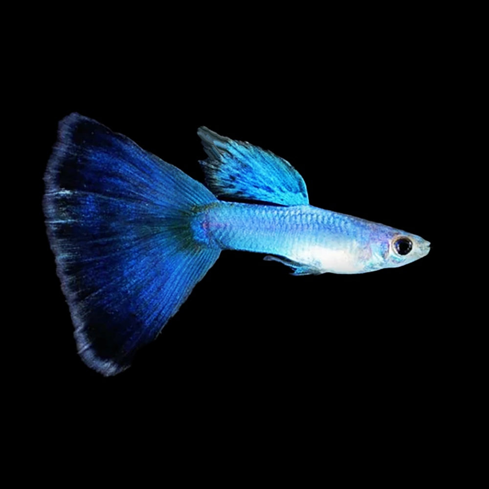 Guppy Singa Blue Tail