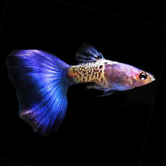 Guppy Snakeskin Blue Tail