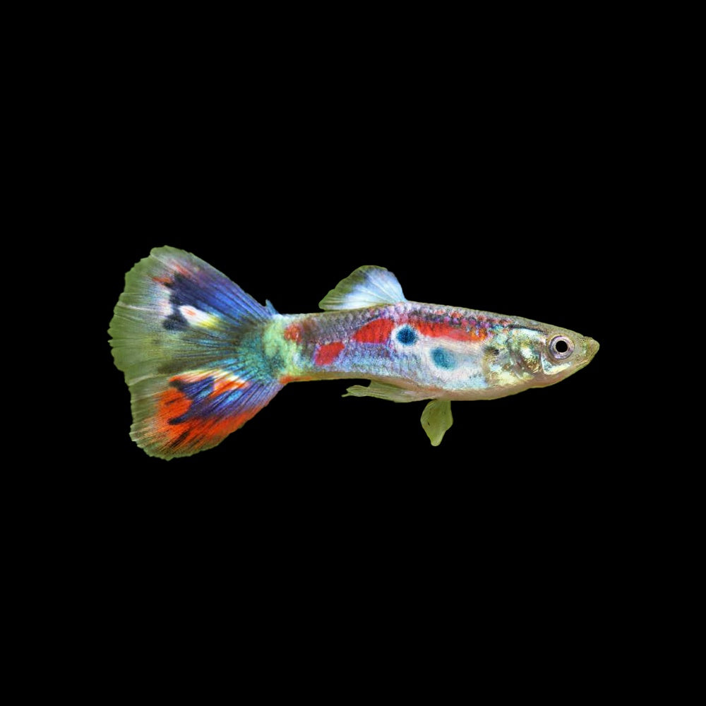 Guppy Tri Color