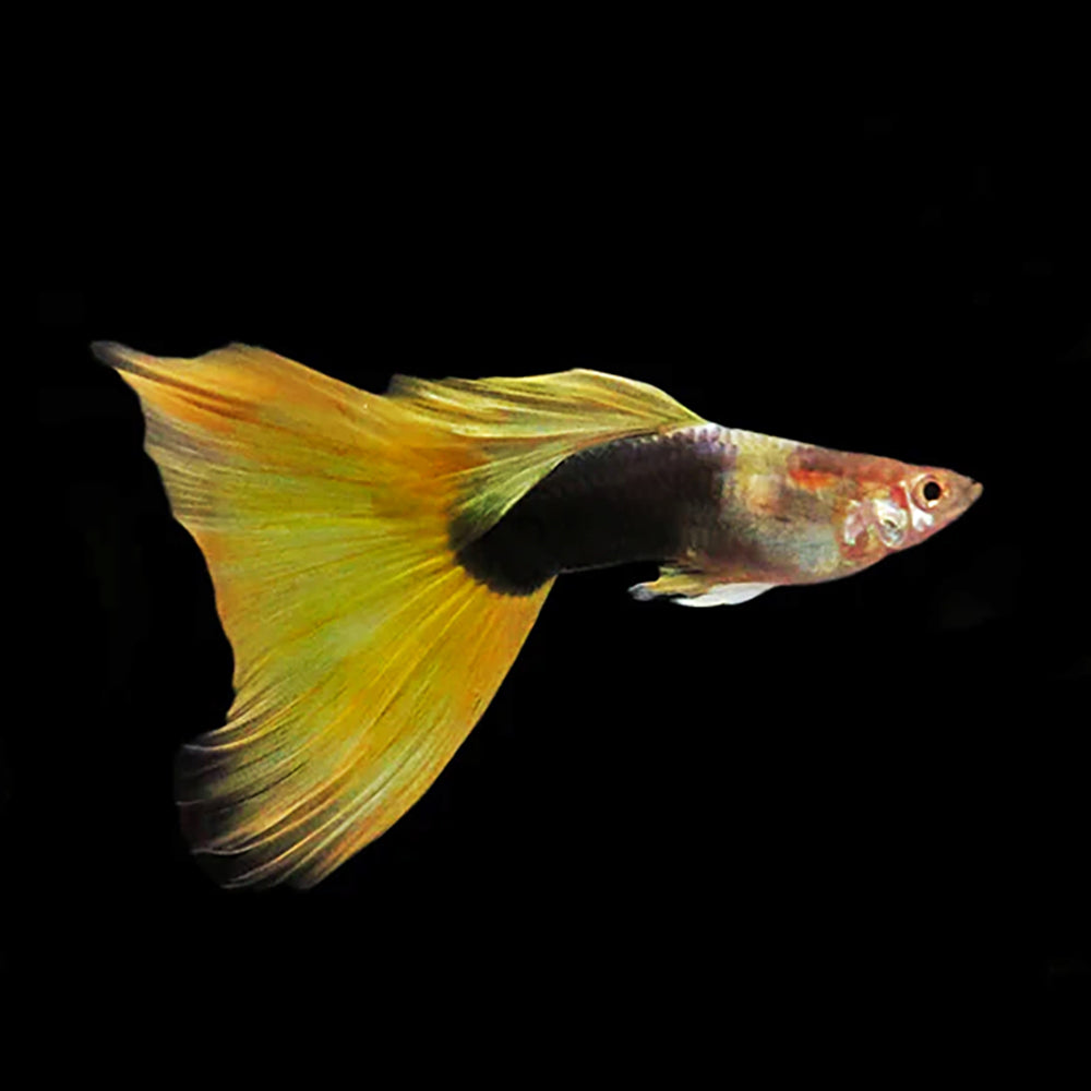 Guppy Tuxedo Golden