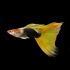 Guppy Golden Tuxedo bright gold body with black tuxedo