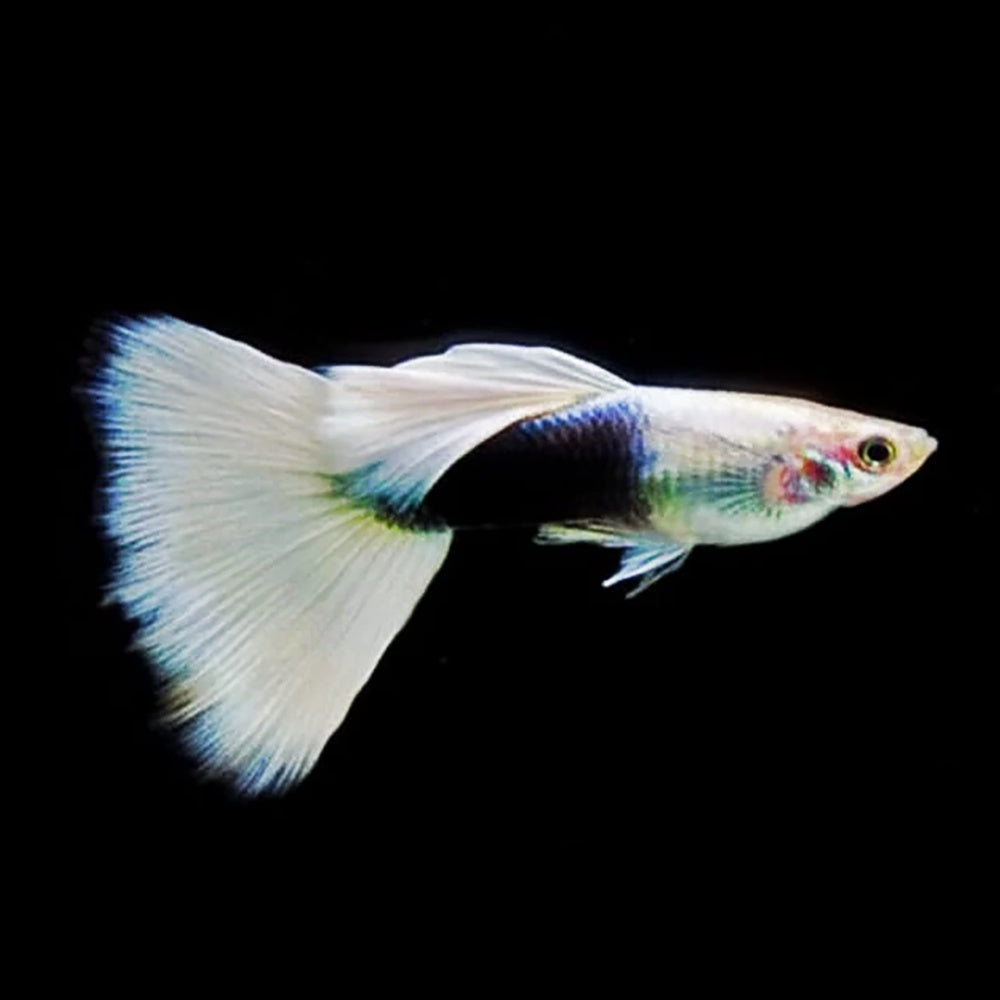 Tuxedo White Guppy 