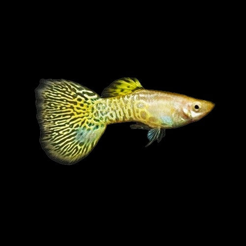 Guppy Yellow Cobra (Poecilia Reticulata)