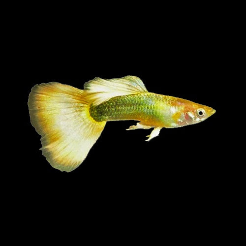 Guppy Yellow German