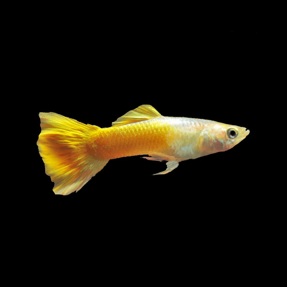 Guppy Yellow Miscariff