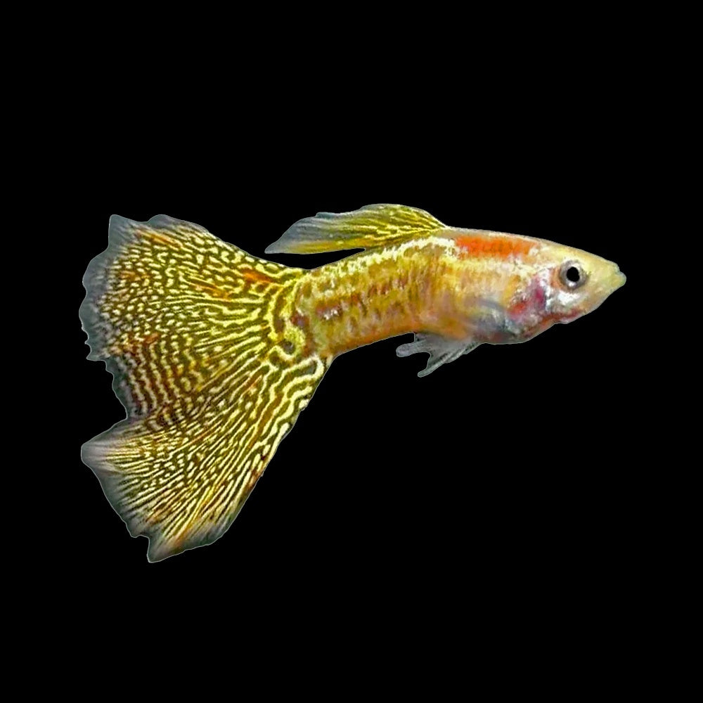 Guppy Yellow Snakeskin