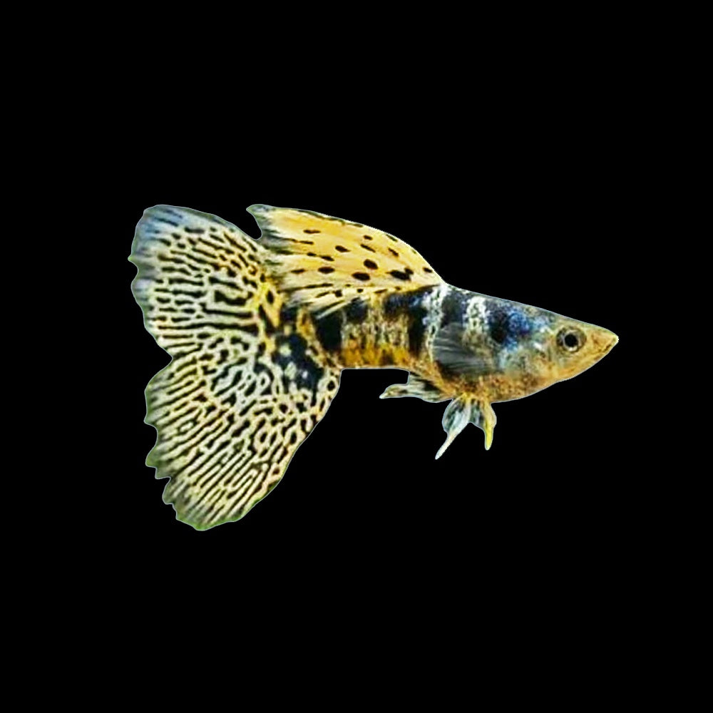 Guppy Yellow Tiger