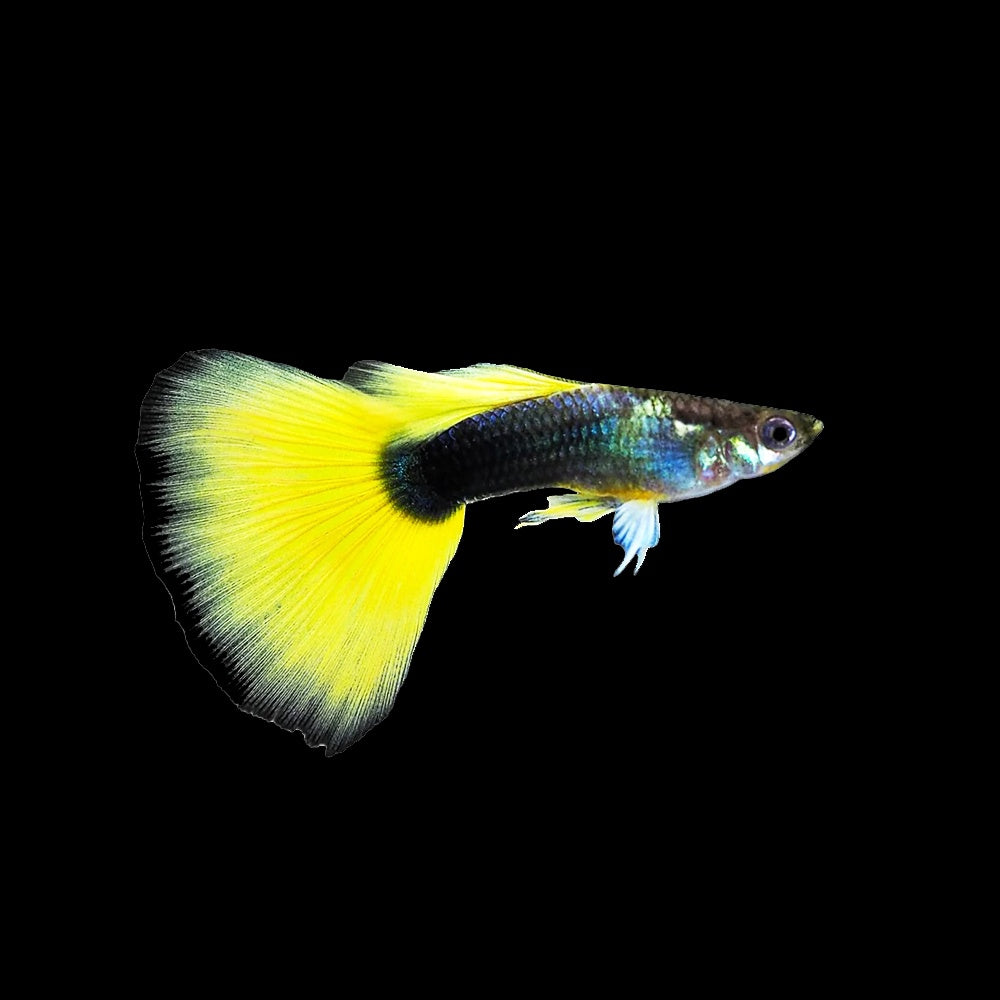 Guppy Yellow Tuxedo