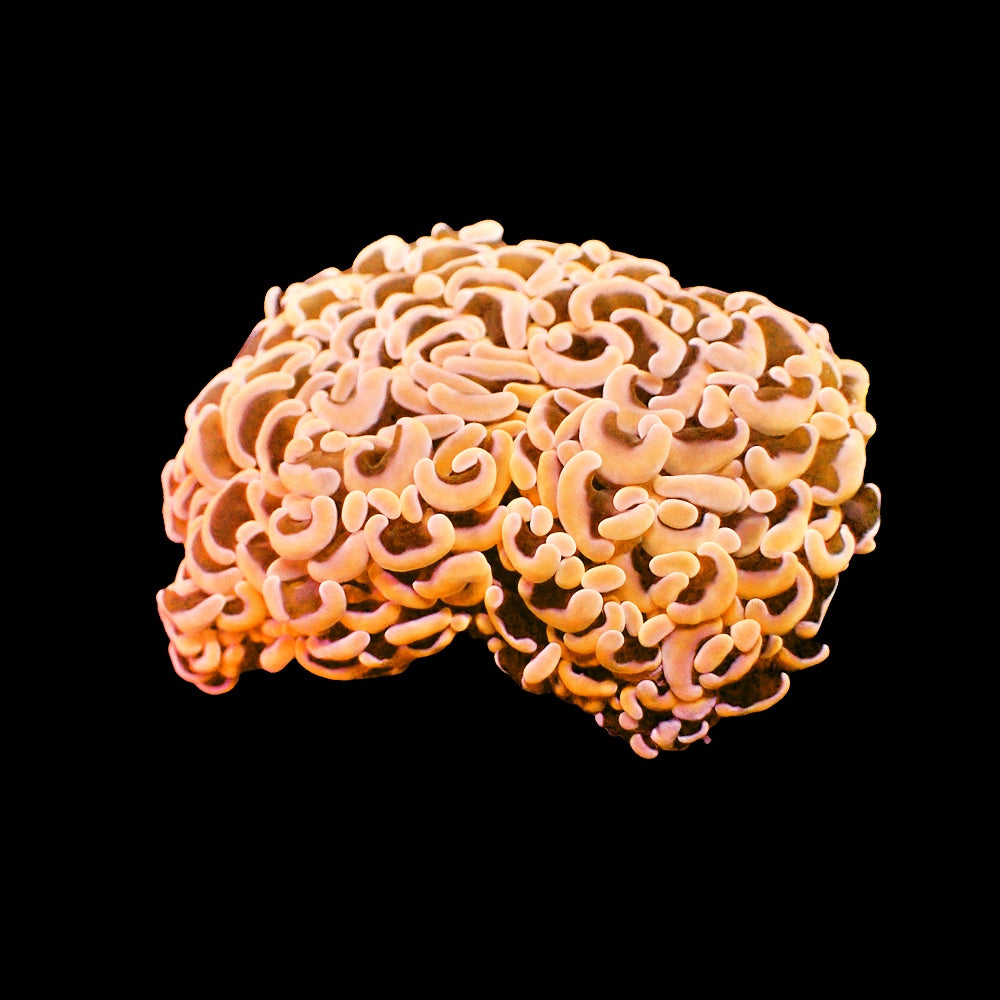 Hammer Branching Orange
