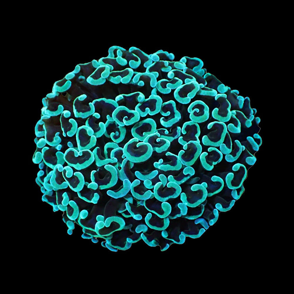 Hammer Green Blue