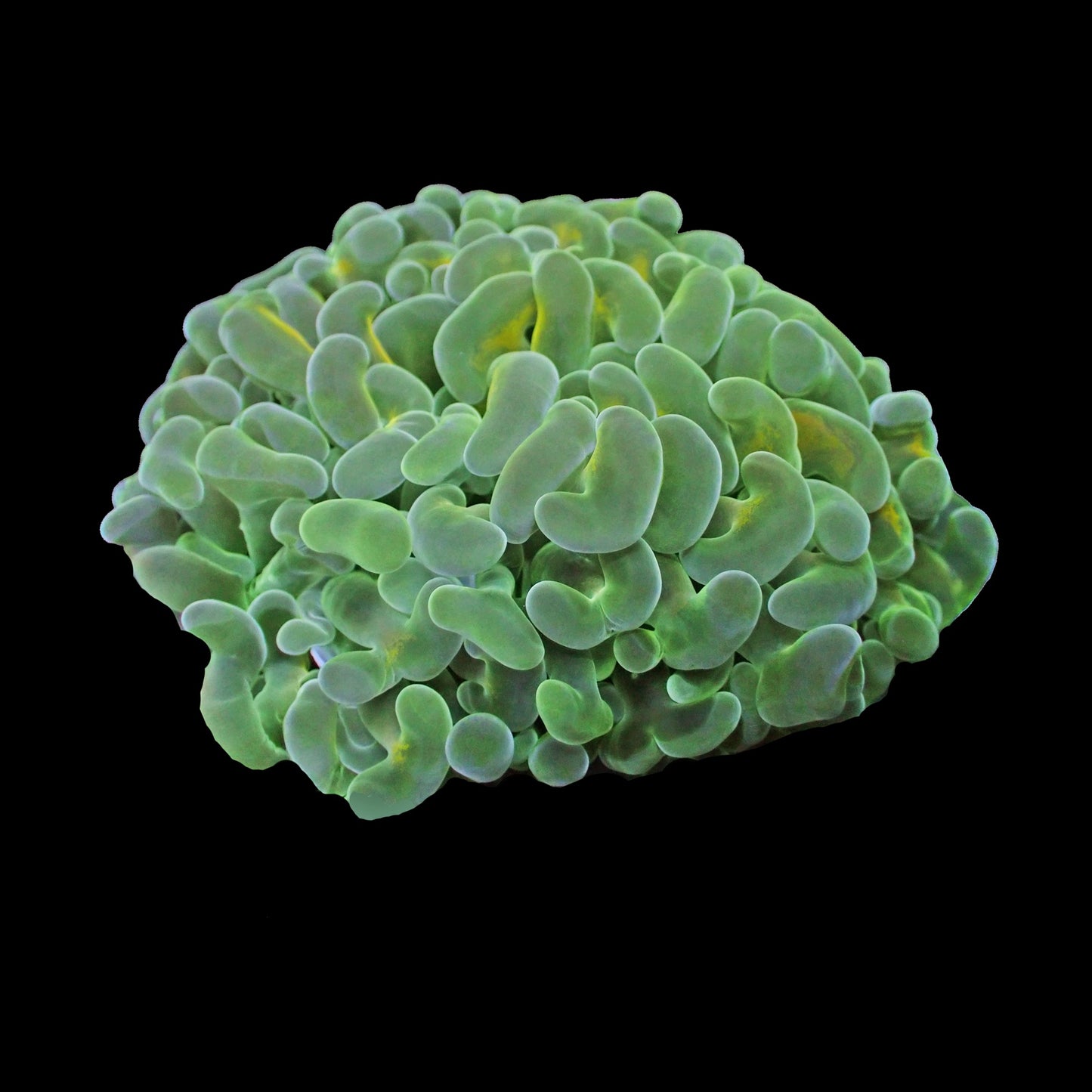 Hammer Green Reverse Gold