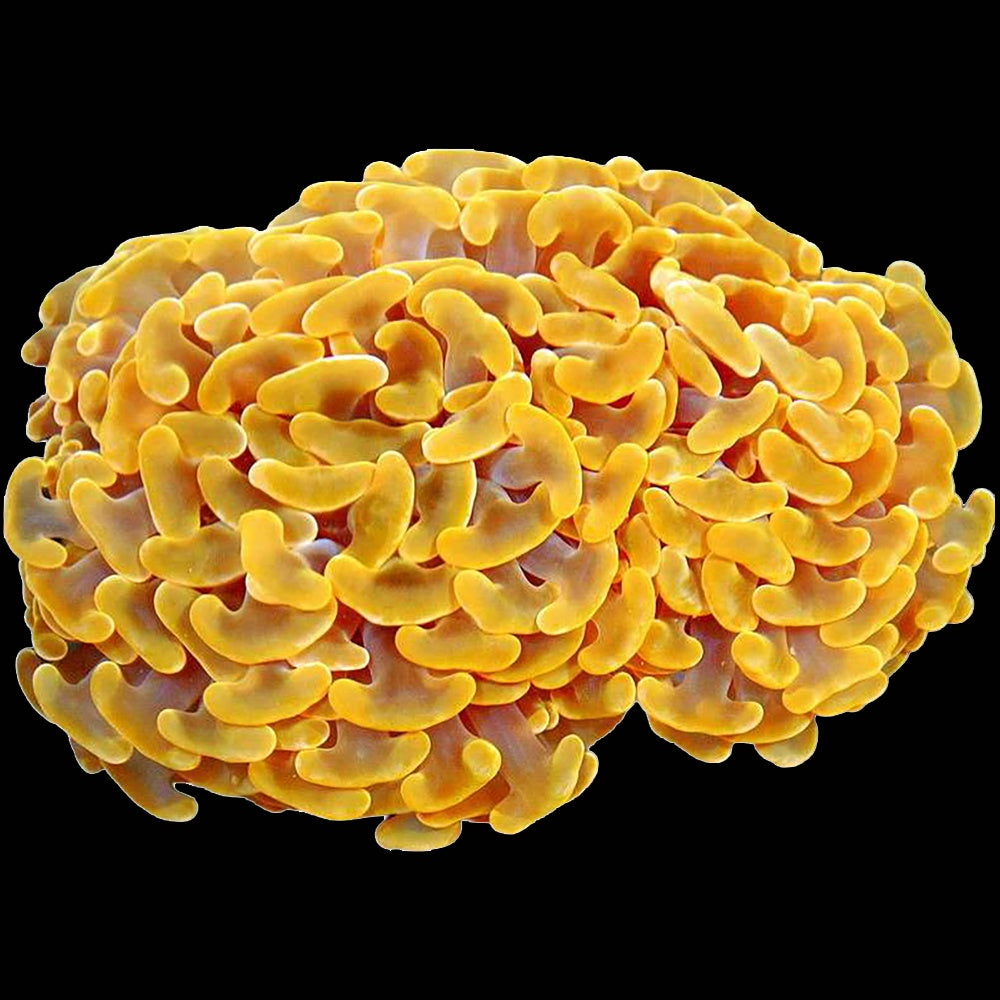 Hammer Orange
