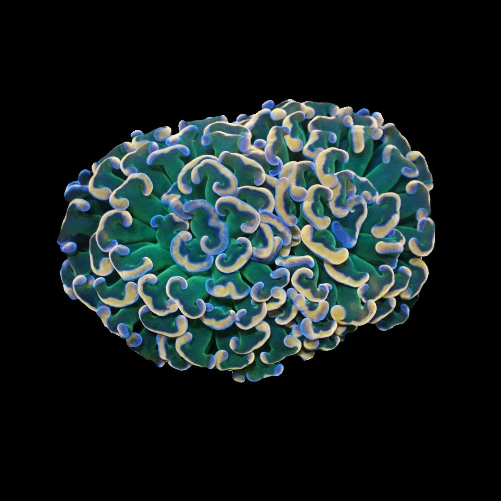 Hammer Reverse Green Gold