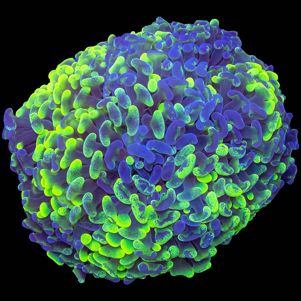 Hammer Toxic Blothed