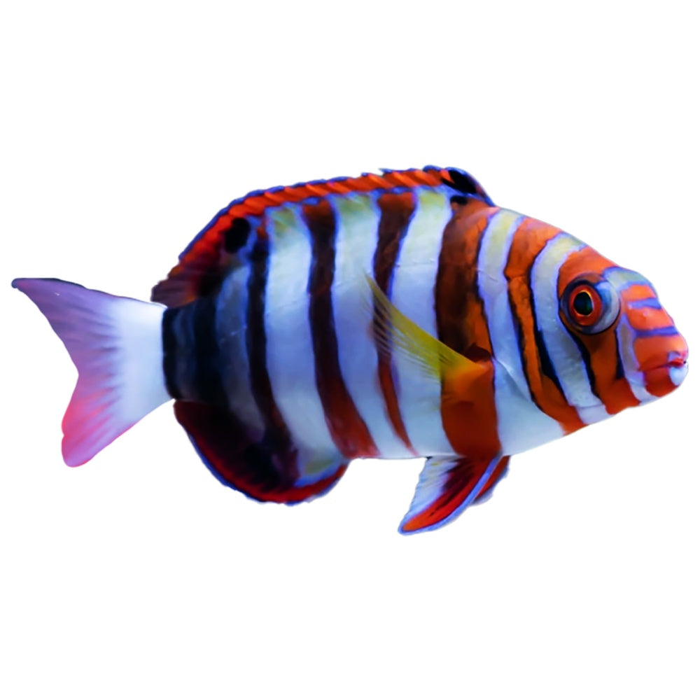 Harlequin Tuskfish (Choerodon Fasciatus)