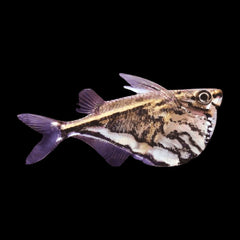 Hatchet Fish Marble (Carnegiella Strigata)