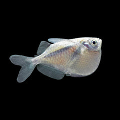 Hatchet Fish Silver (Gasteropelecus Sternicla)