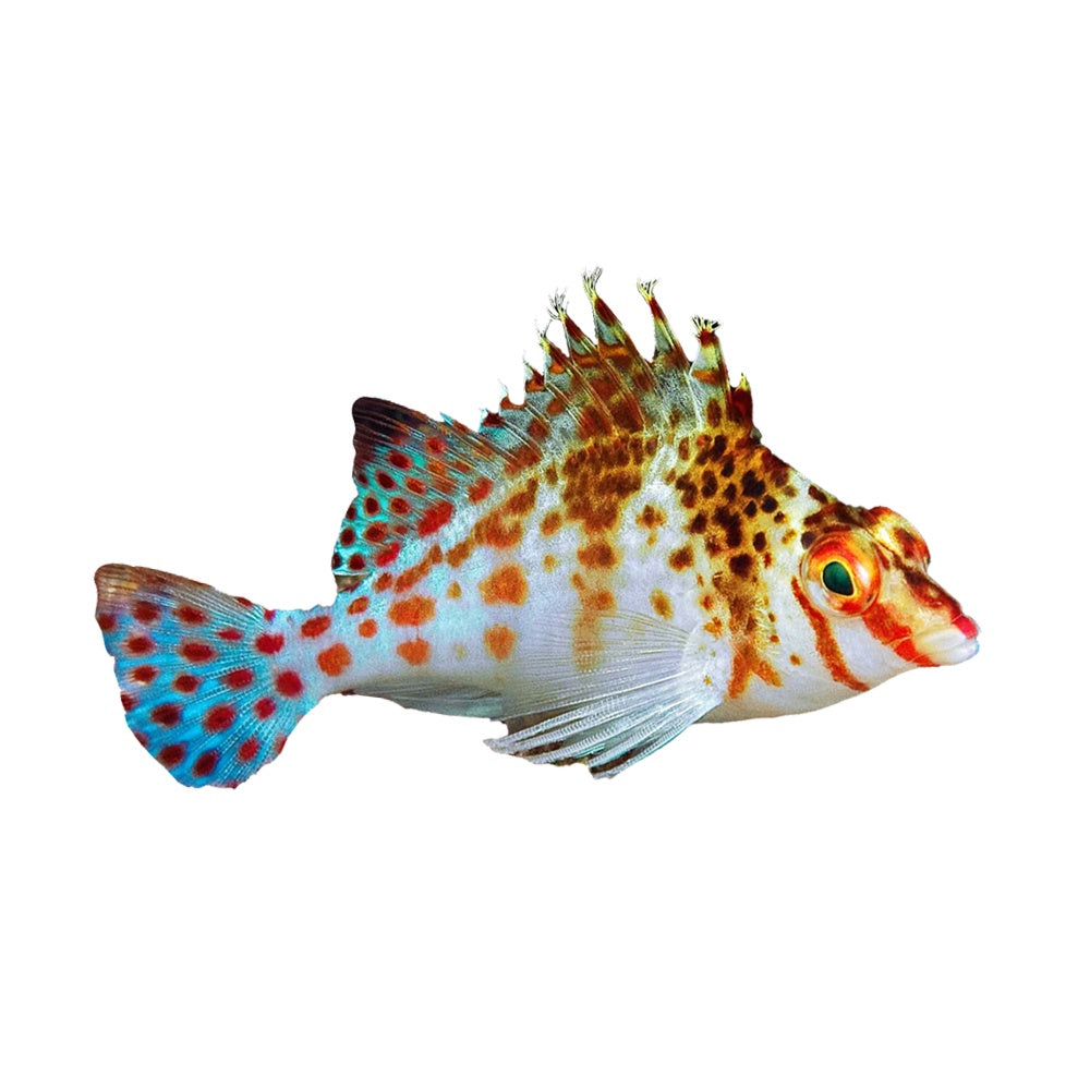 Dwarf Hawkfish
