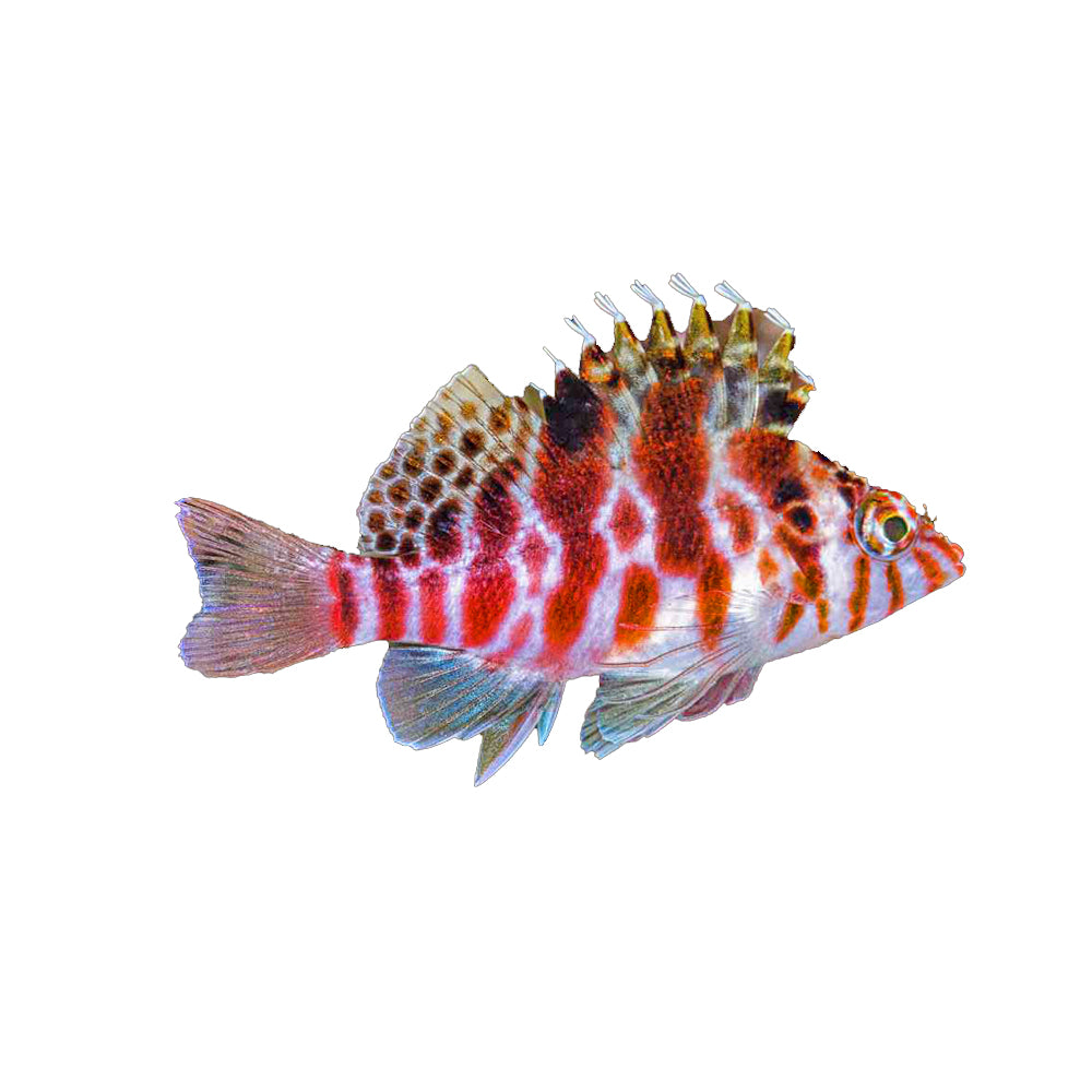 Hawkfish Threadfin (Cirrhitichthys Aprinus)