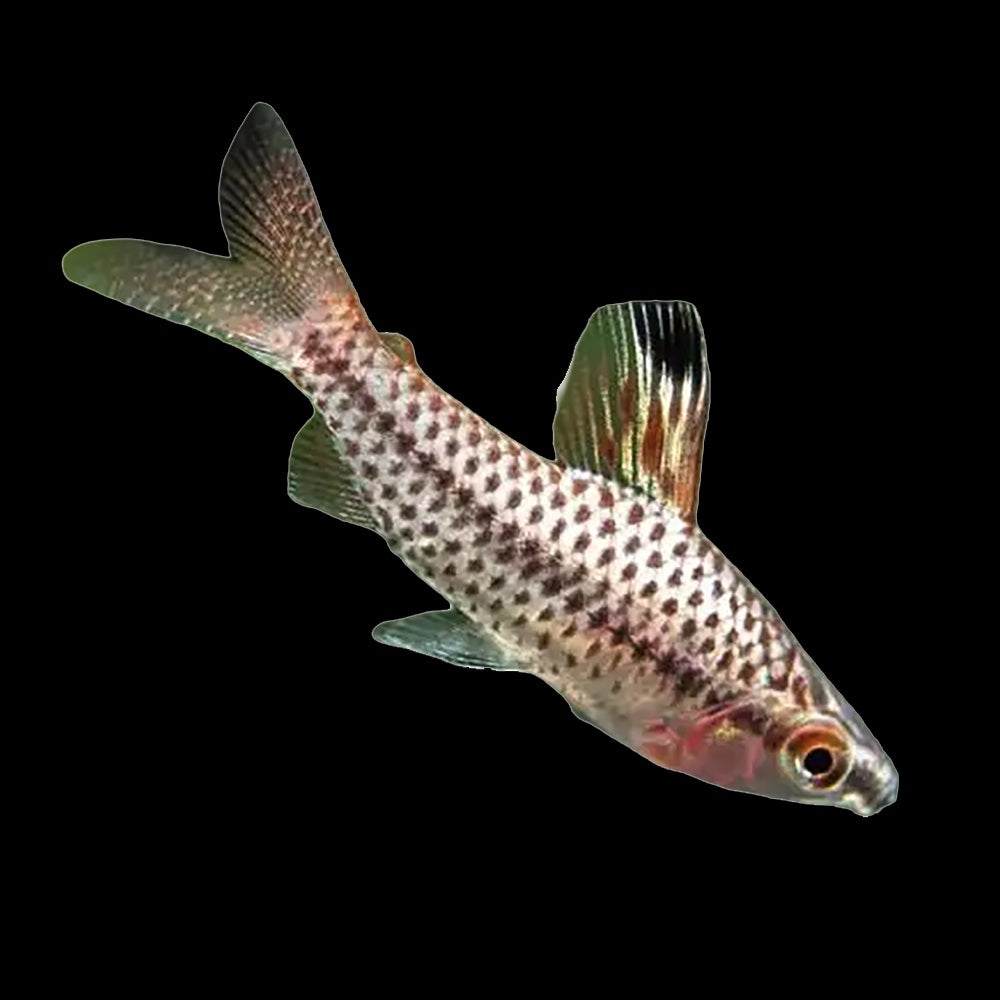 Headstander Spotted (Chilodus Punctatus)