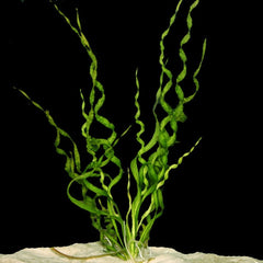 Helanthium Bolivianum Vesuvius