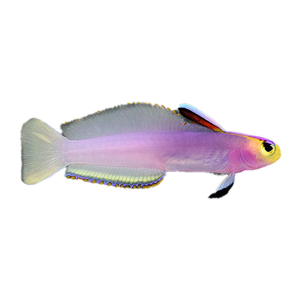 Helfrichi Firefish (Nemateleotris Helfrichi)