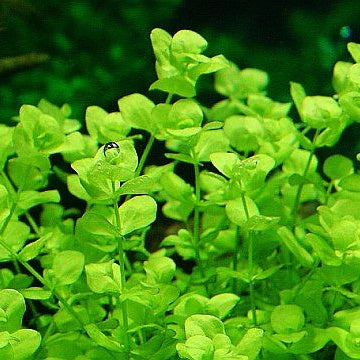 Hemianthus Umbrosum MU