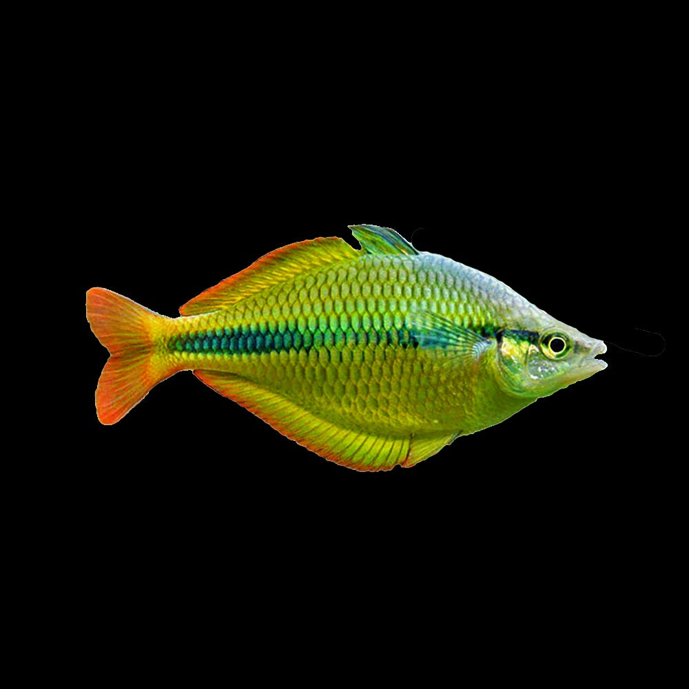 Rainbow Fish Lake Tebera (Melanotaenia Herbert Axelrodi)