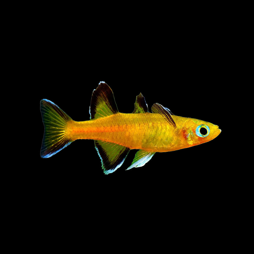 Rainbow Fish Honey Blue Eye (Pseudomugil Mellis)