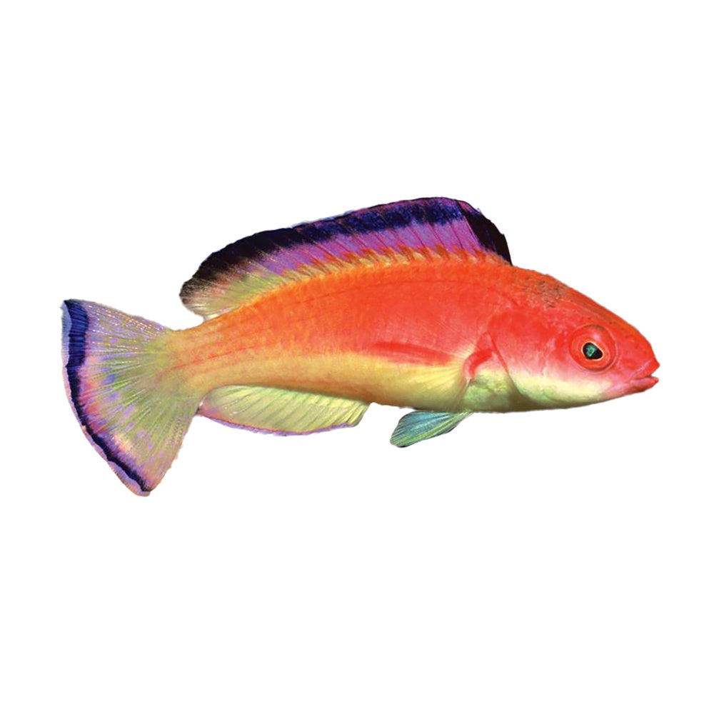 Hooded Fairy Wrasse (Cirrhilabrus Bathyphilus)