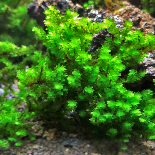 Hookeriacea Moss - Distichophyllum Sp. (4.5 x 4.5cm)