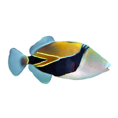 Wedgetail Trigger (Rhinecanthus Rectangulus)