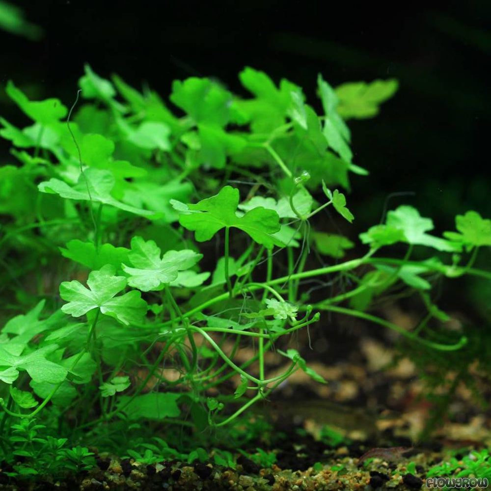 Hydrocotyle Tripartita Nano Japan