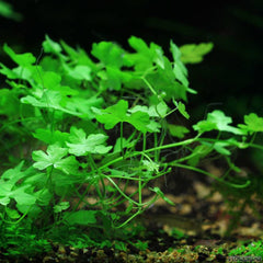 Hydrocotyle Tripartita Nano Japan
