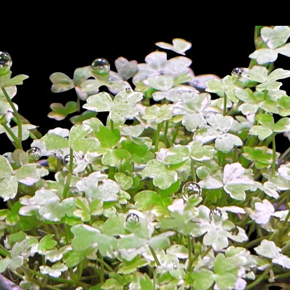 Hydrocotyle Tripartita Mini Variegated