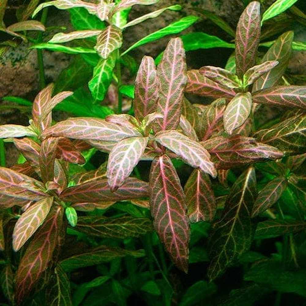 Hygrophila Rosanervis Pink Polysperma