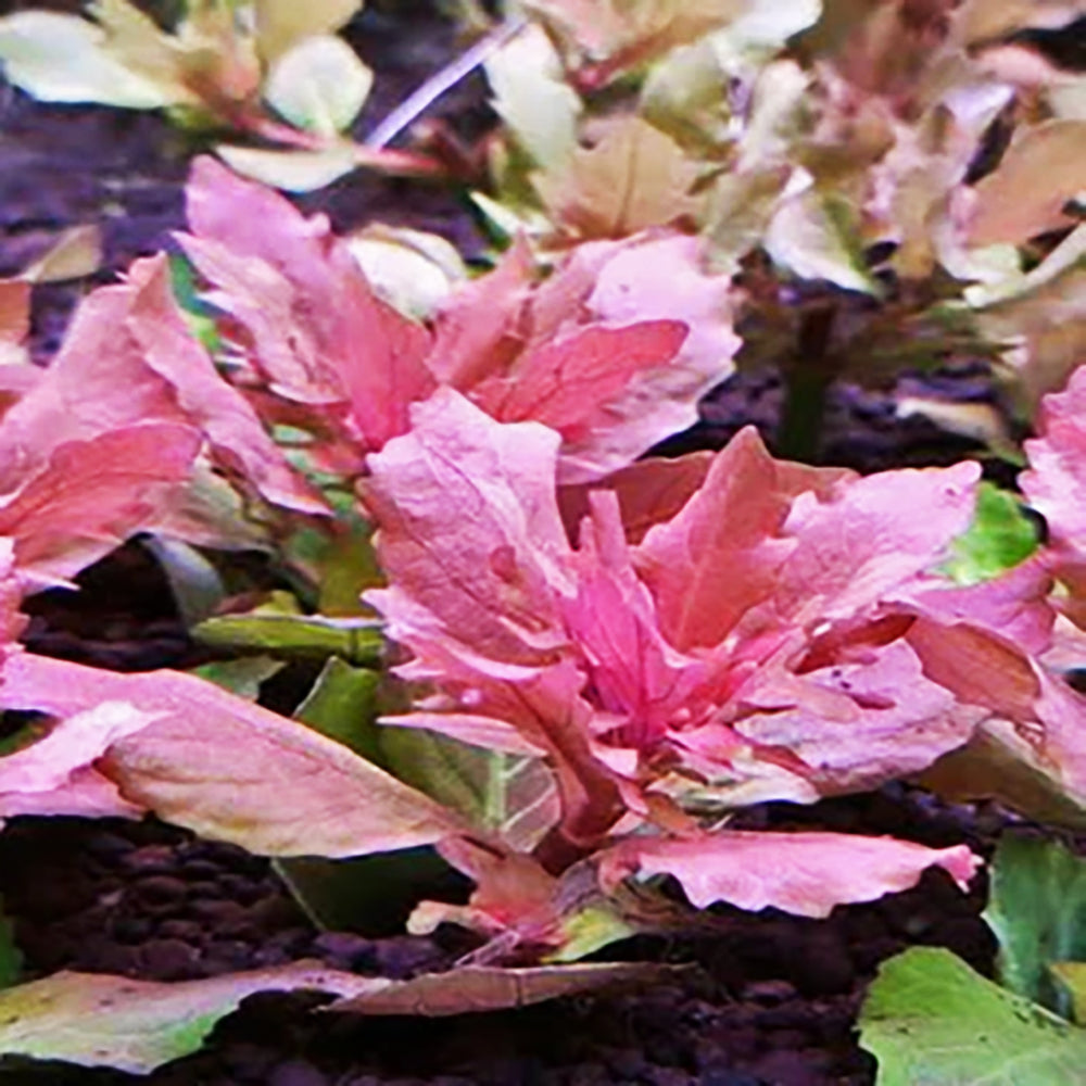 Wisteria Red