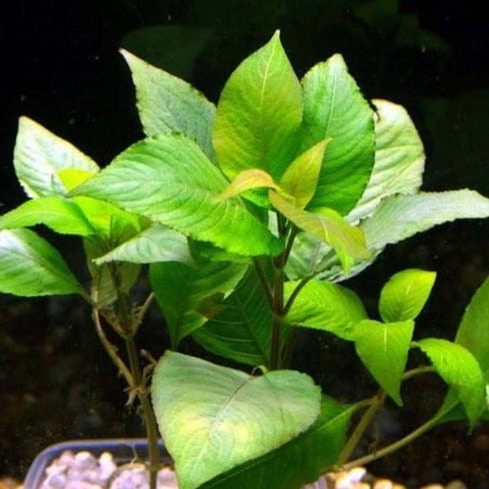 Hygrophila Corymbosa Kompakt