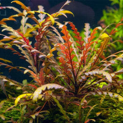 Hygrophila Pinnatifida